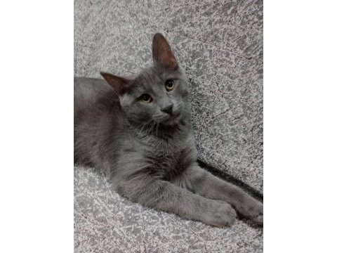 British longhair 3 aylık kedimizi ücretsiz