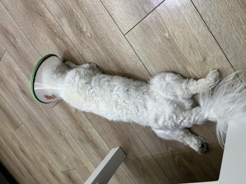 Maltese terrier köpeği