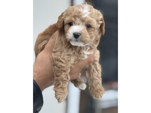 Show kalite kore tea cup maltipoo yavrularımız