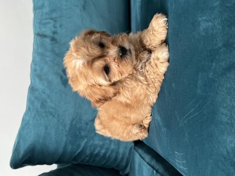 A kalite maltipoo lar