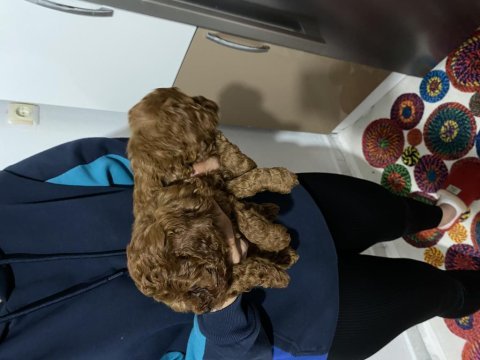 Mükemmel kalitede red ve dark redbrown poodle bebekler