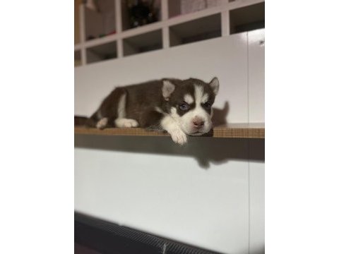 Harika husky köpekler