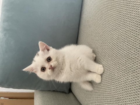 Scottish fold ve british shorthair yavruları