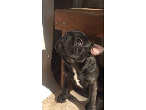 French bulldog kızımızı sahiplendirmek