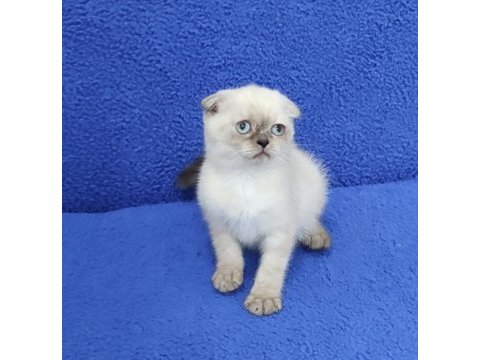 Teslime hazır mükemmel bir scottish fold