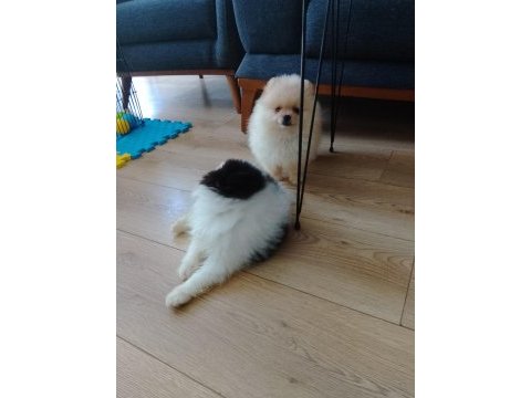 Pomeranian boo teacup yavrular