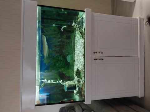 Büyük boy arawona ile birlikte vereceğim