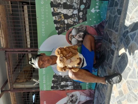 Maltipoo yavrular bir birinden güzel