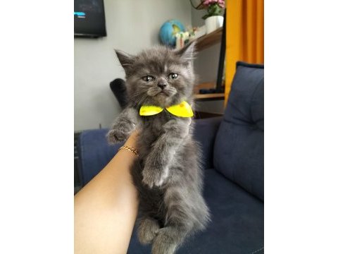British shorthair dişi yavrular teslime hazır