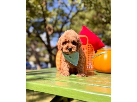 Mini maltipoo sevimli bebekler 