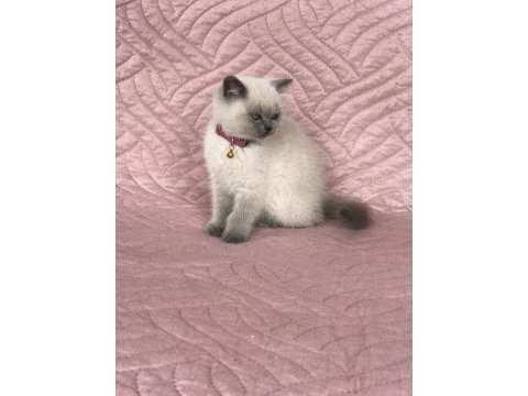 Denizli british blue point 2.5 aylık