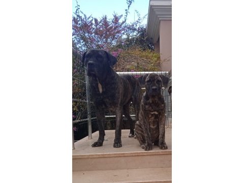 Yavru cane corso köpeği