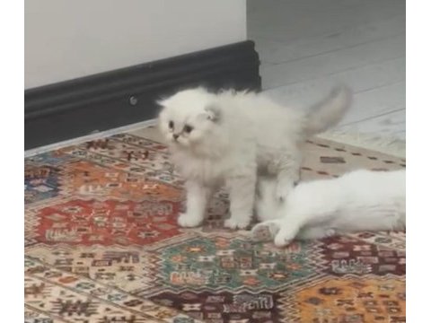 Scottish fold longhair erkek mavi gözlü