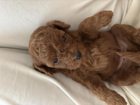 Toy poodle 1 aylık köpekler