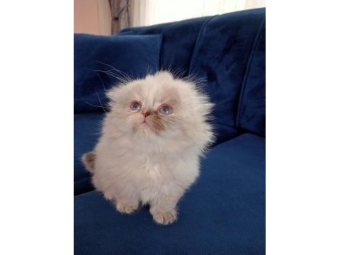 Scottish fold longhair