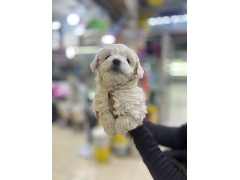 2 aylık günü gelen aşıları yapıldı maltipoo