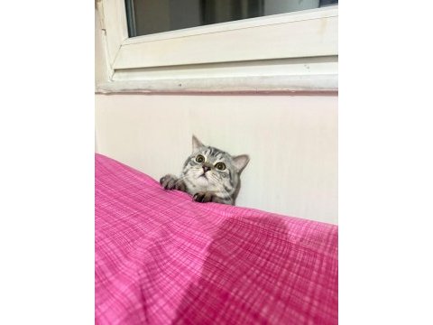 Kedimiz zeus yeni yuvasını arıyor