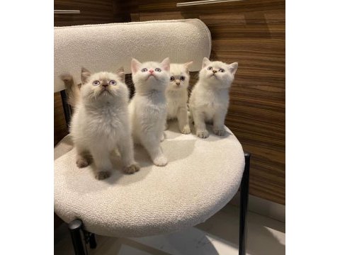 Bluepoint british shorthair yavrularımız