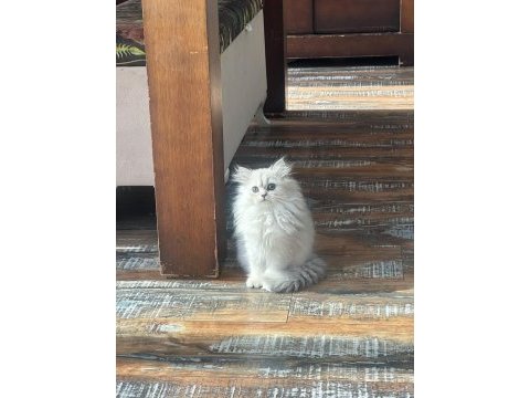 Silver safkan erkek yavru kediler