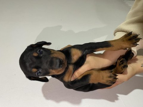 Anne baba şecereli doberman yavrularımız