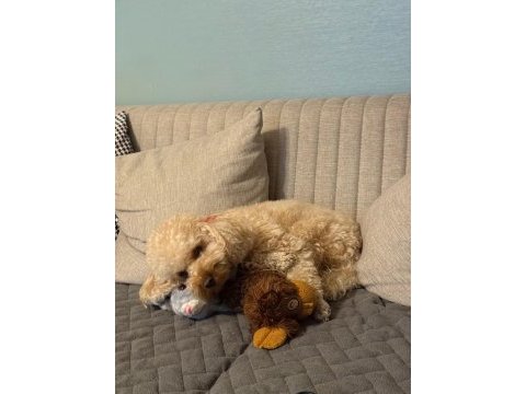 Yetişkin toy poodle