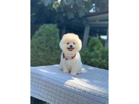 En tatlı pomeranian boo