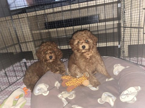Kendi yavrularım toy poodle