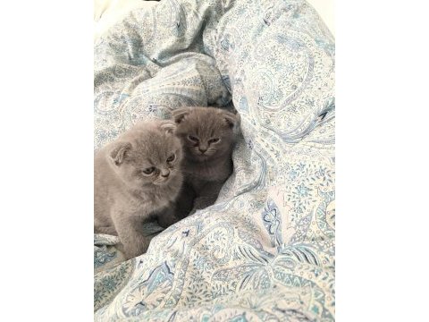 Scottish fold yavrularımız yuva arıyor