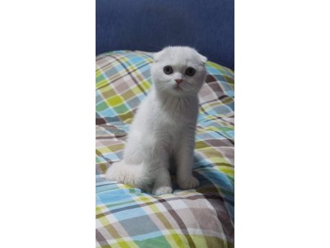 2 aylık dişi scottish fold lekesiz