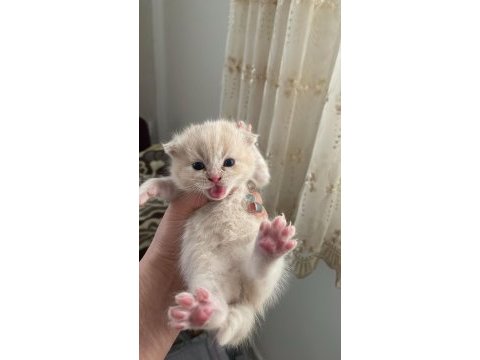 Scottish fold yavrularımız yeni sahiplerini bekliyor