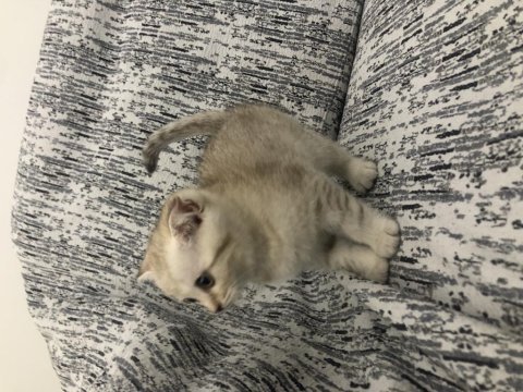 2 aylık scottish fold izmir