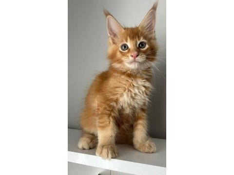 Turuncu erkek minik dev maine coon