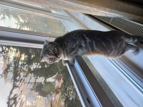 Süper uysal bir abla british shorthair