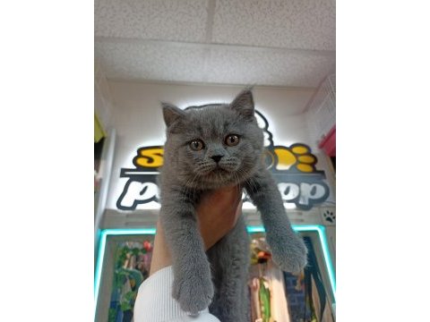 British shorthair erkek yavru 2 aylık
