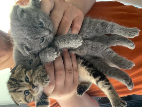 Satılık scottish fold