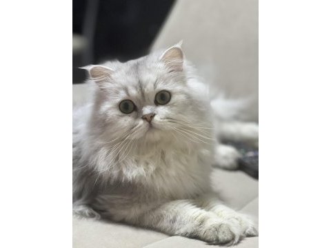 Şecereli british longhair erkek kedimize eş arıyoruz