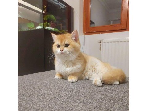 British shorthair kedisi