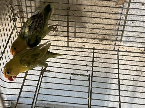 Rengarenk takım ve yavru cennet papağanlar