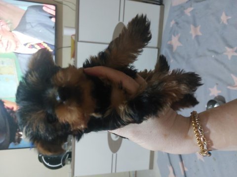 Sağlıklı oyuncu yavru safkan yorkshire terrier