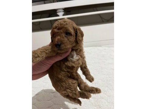Kucuk yakısıklı poodle cocuklar