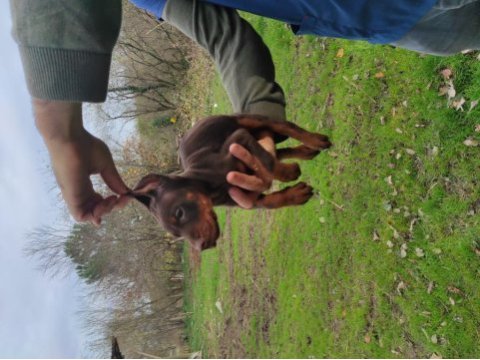22 ekim doğumlu doberman yavrularımız