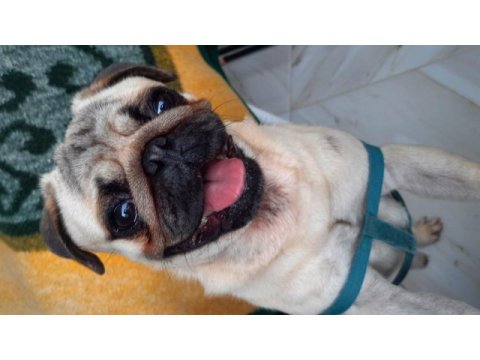 1 yaşında tatlı pug