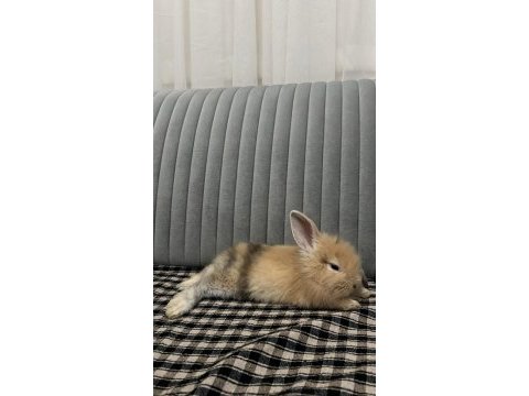 Hollanda lop tavşanı