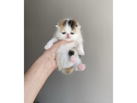 Calico safkan exotic shorthair bebek