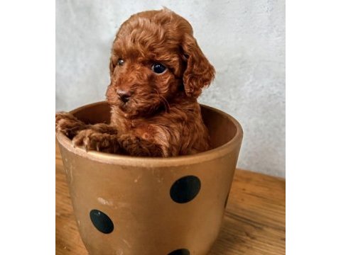 Poodle bebekleri
