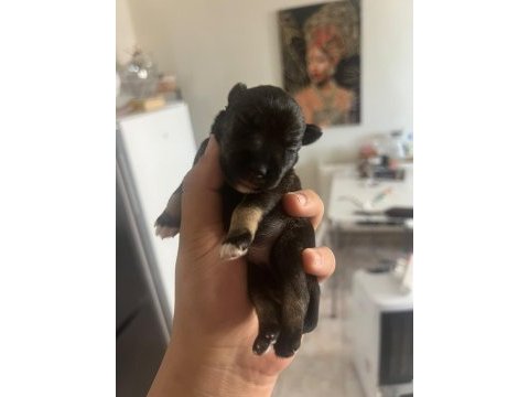 Muhteşem bebekler anne altından rezerve köpeğimiz