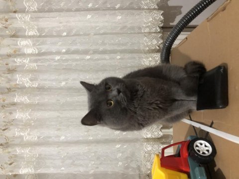 British shorthair evcil ev kedisi