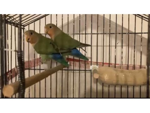 Çift sevda papağanı