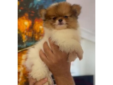Yavru pomeranian