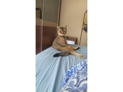 6.5 aylık britsh shorthair
